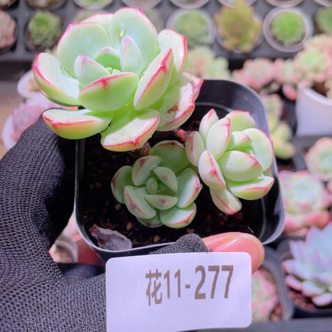 花利美11-277香草