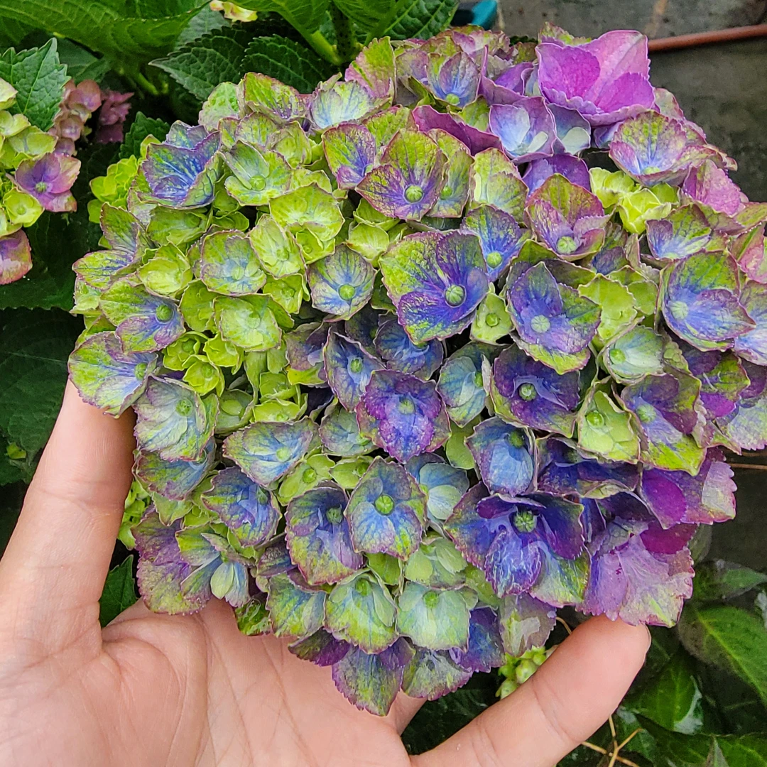 绣球花魔幻夏洛特/红紫水晶2加仑苗