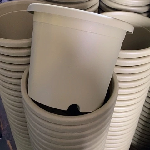 树脂四季3号果绿无托10个特价