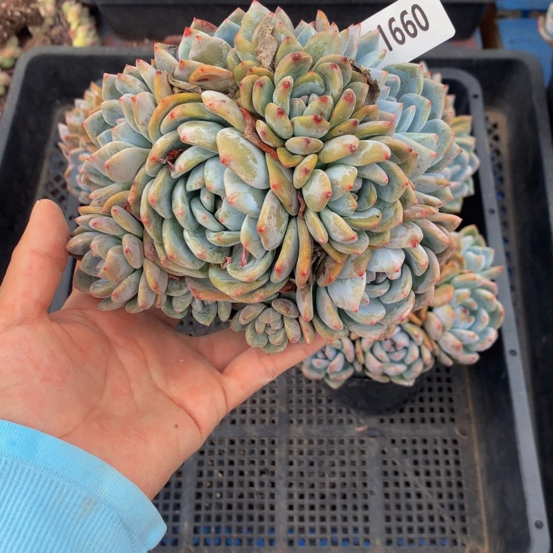 始***终71660多头一个嗯嗯嗯嗯嗯嗯好吧