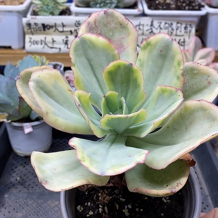 0227 大瑞蝶覆轮锦有杆子