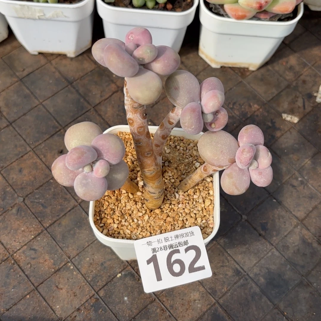 老树腰子蛋无盆土发货