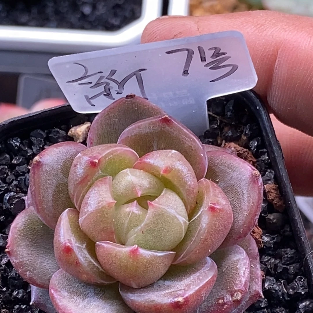 天官赐福百无禁忌