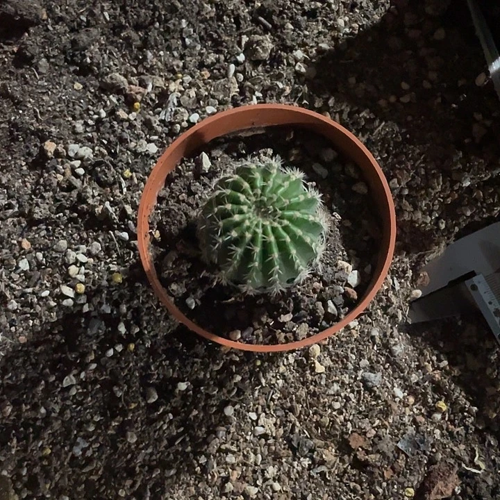 宁***3嘟8号一代侧自根4公分福利