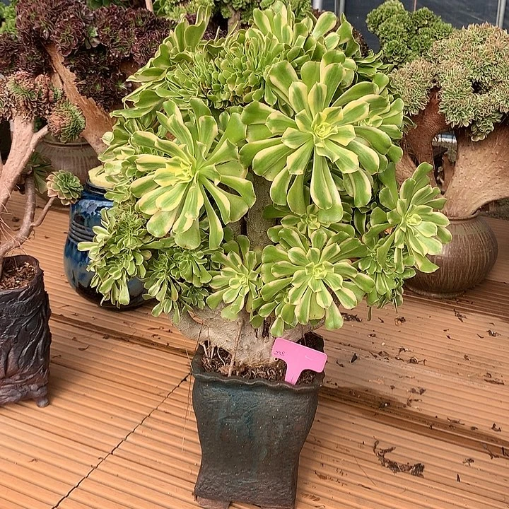 艳日伞朵朵脱土发货啊