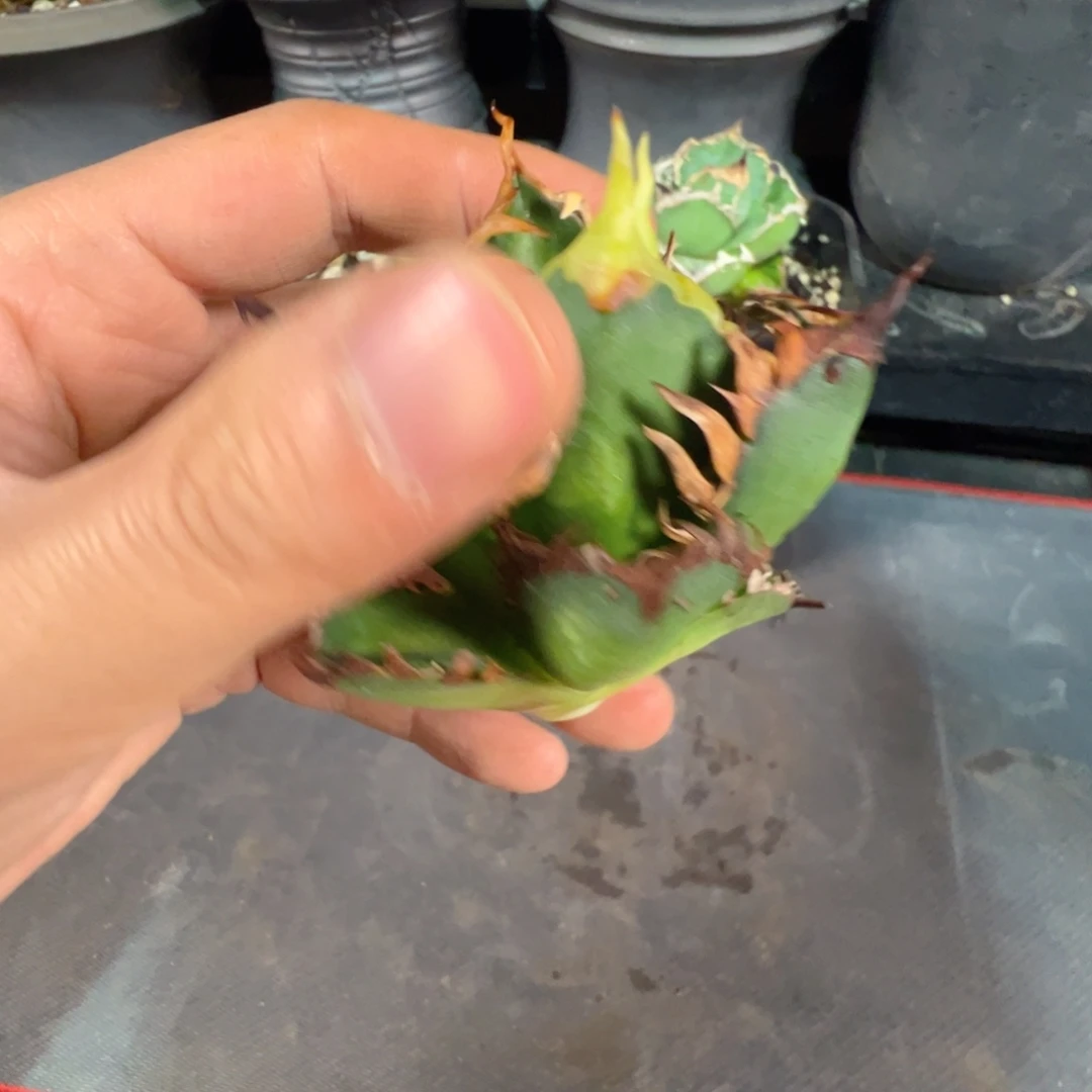 大大大大红猫芽子