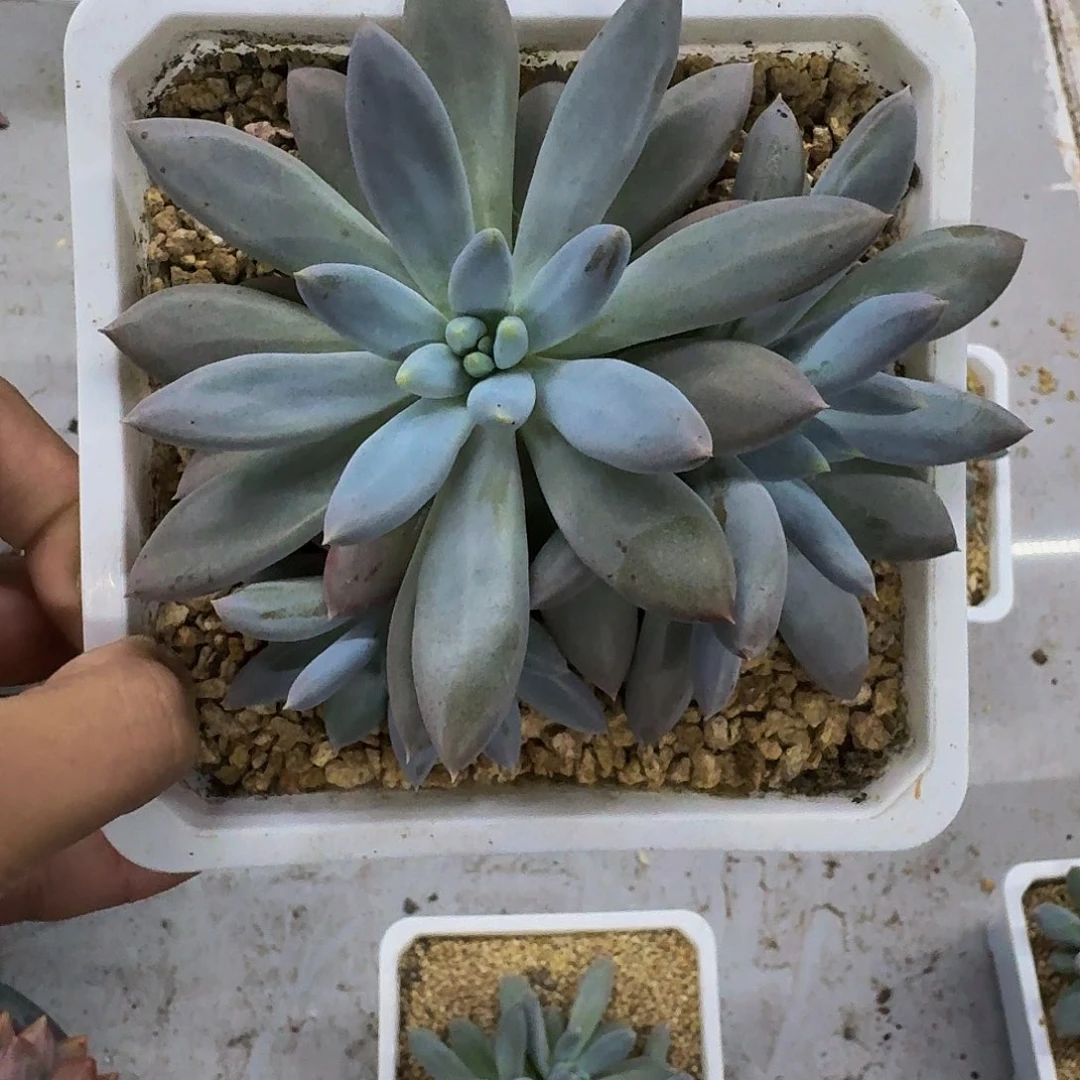 烟***生彩体哥特3头群生一物一拍