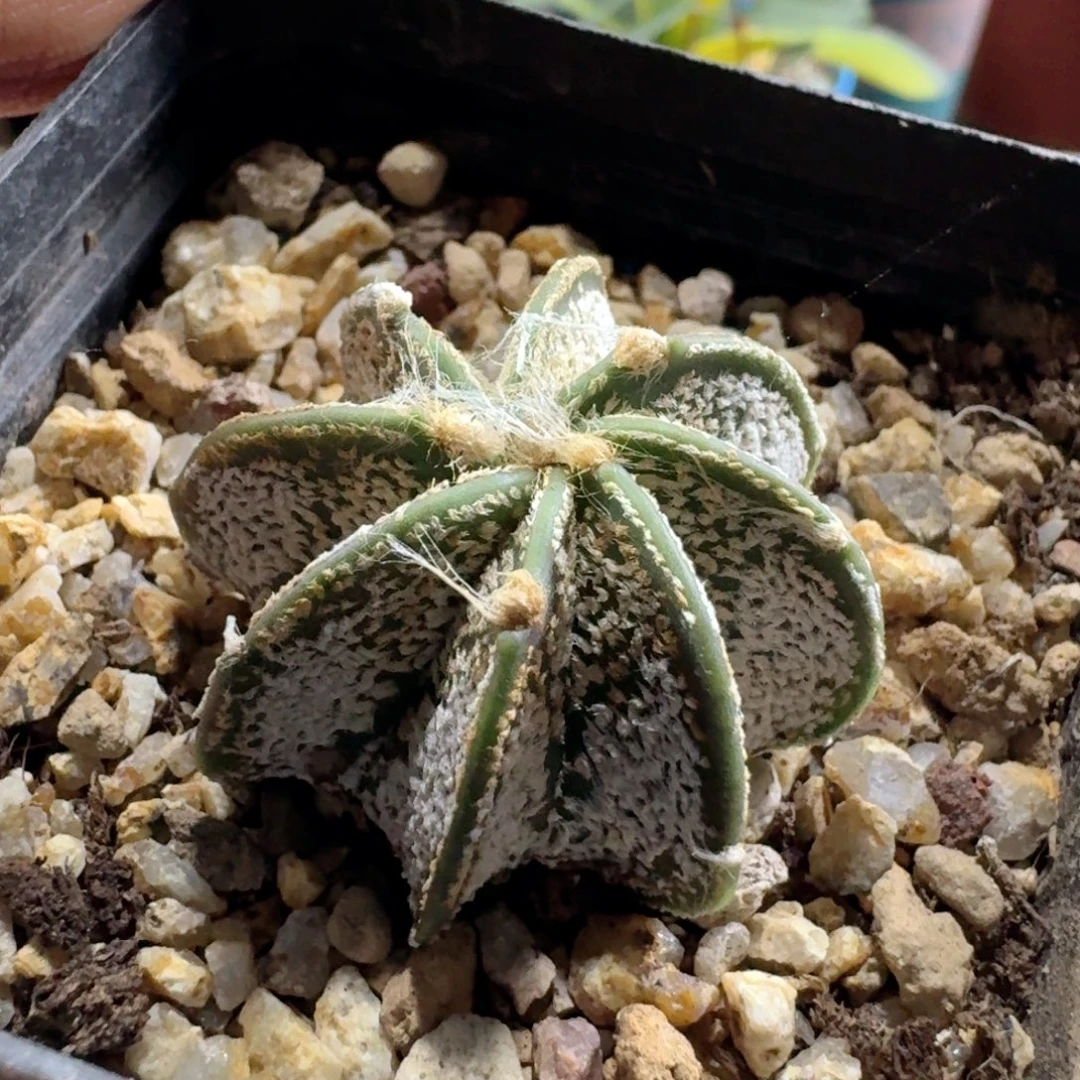 326大凤玉脱土发货