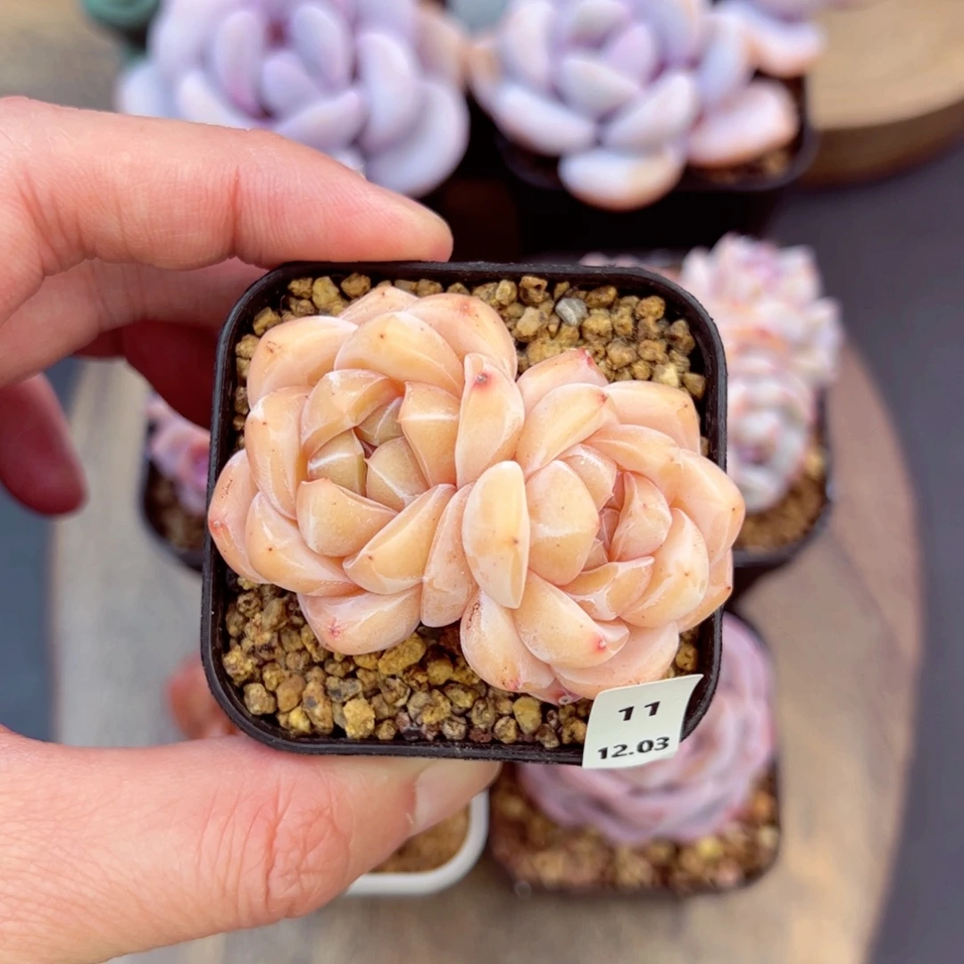 L***a刚毅11、哈哈哈哈哈