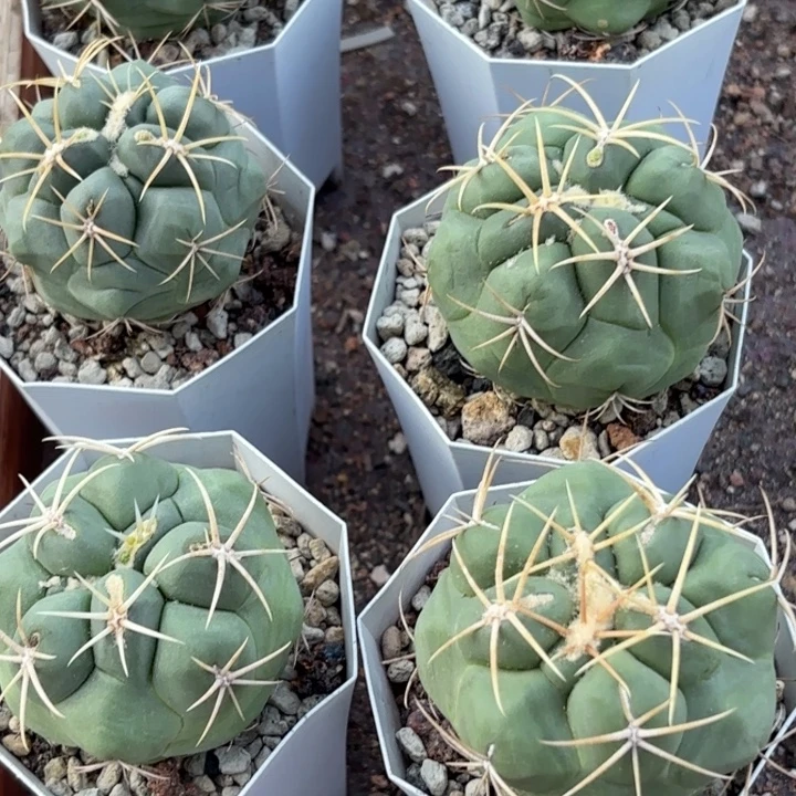 二个实生武者影好养皮实