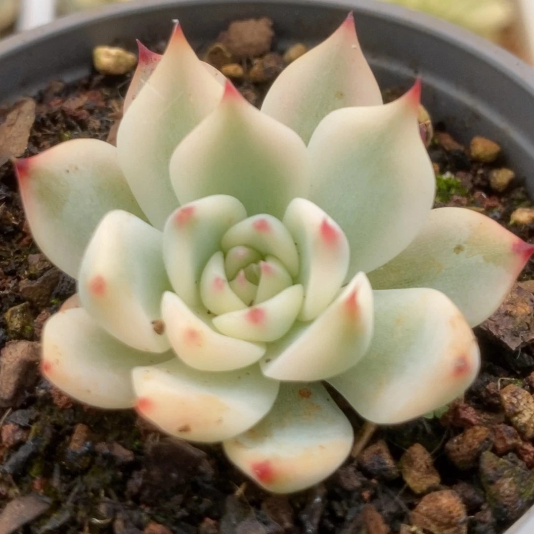 071吉娃娃4.5公分锦锦锦锦锦锦