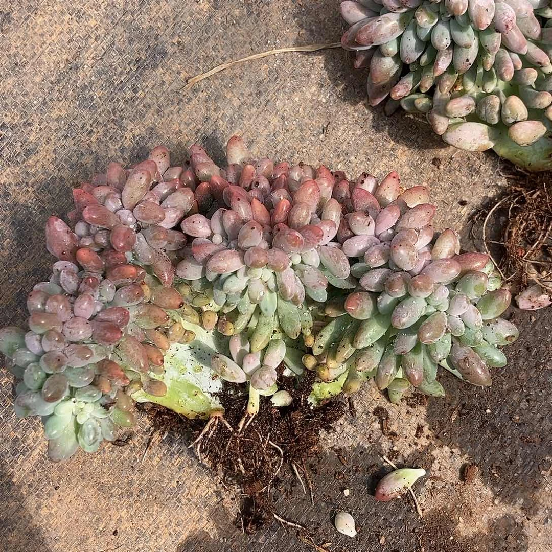 汤圆缀随机外播随机
