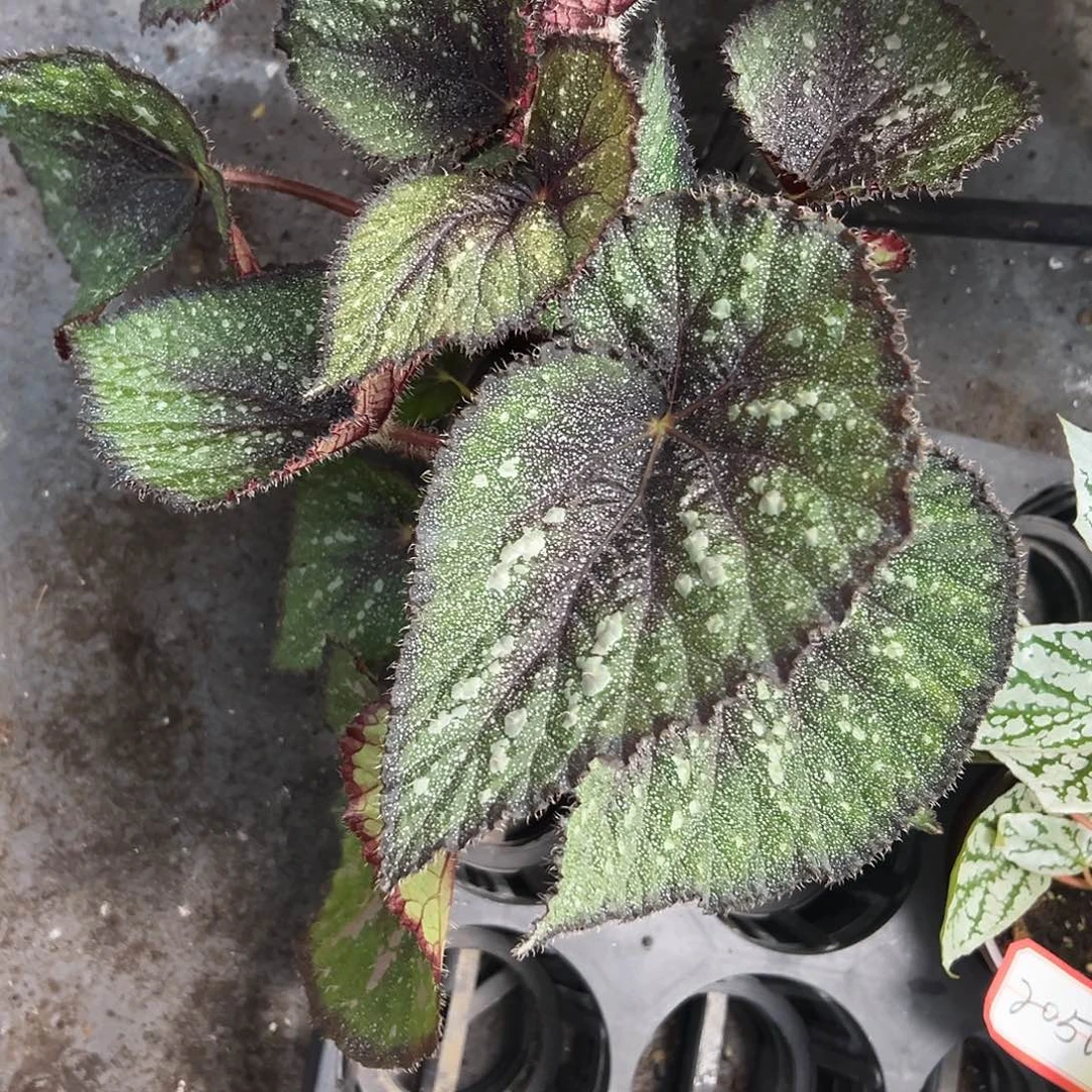 琪***爷无花朵45秋海棠清货福利加保温