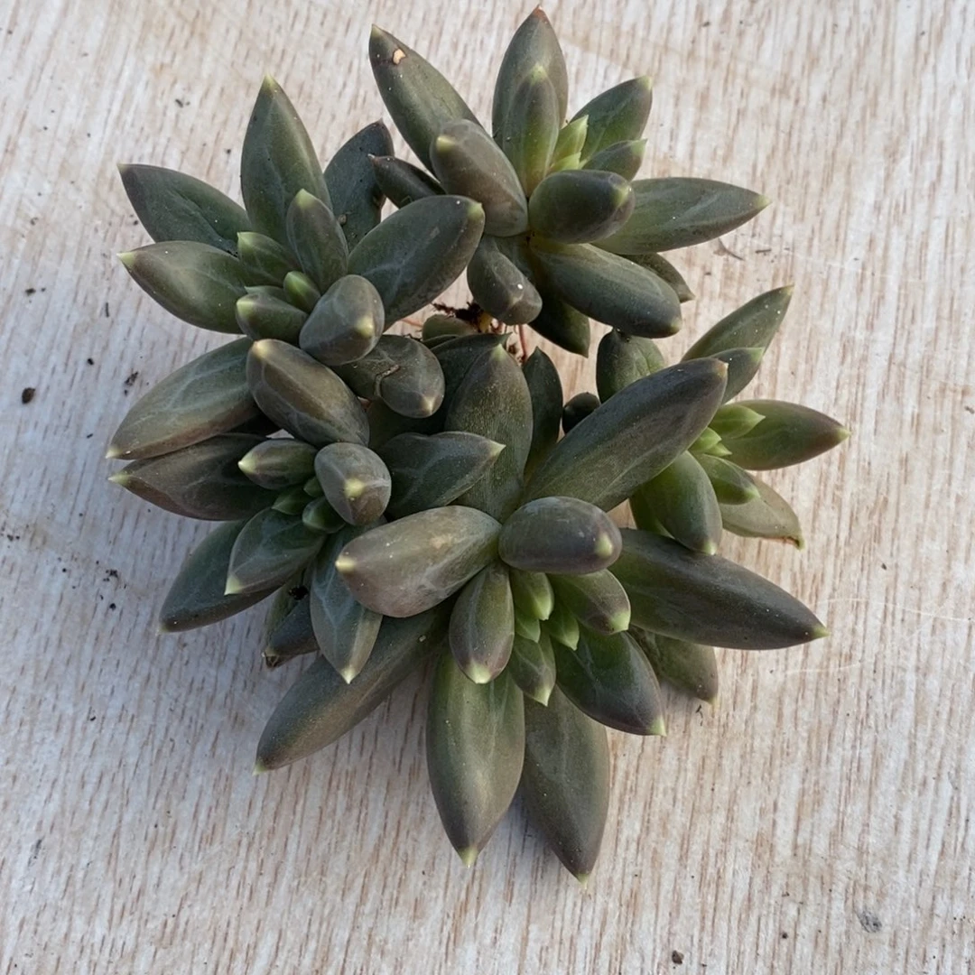 美人系ttn整群实生