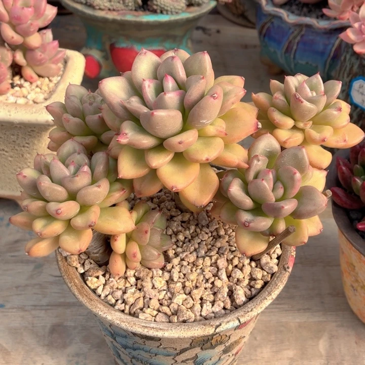 多肉植物 奶油鳄梨-4