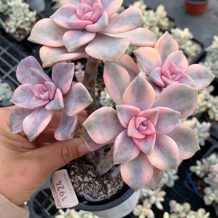 无花朵紫乐锦多肉植物