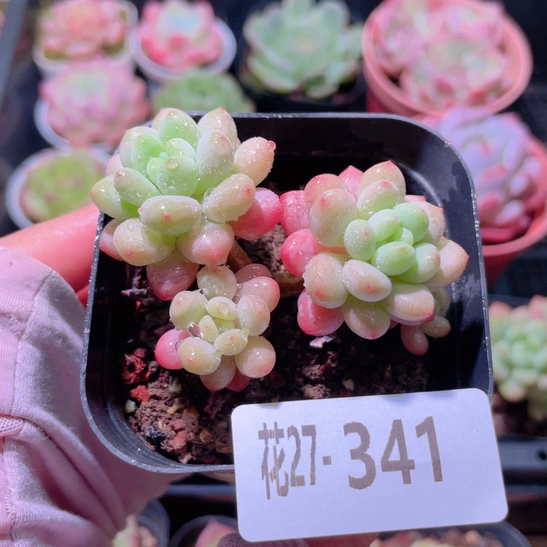 花利美27-341洛可可