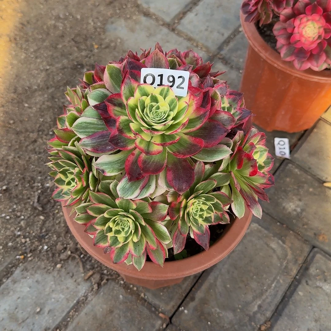 糖****奶192海王44冠服18左右小颗的