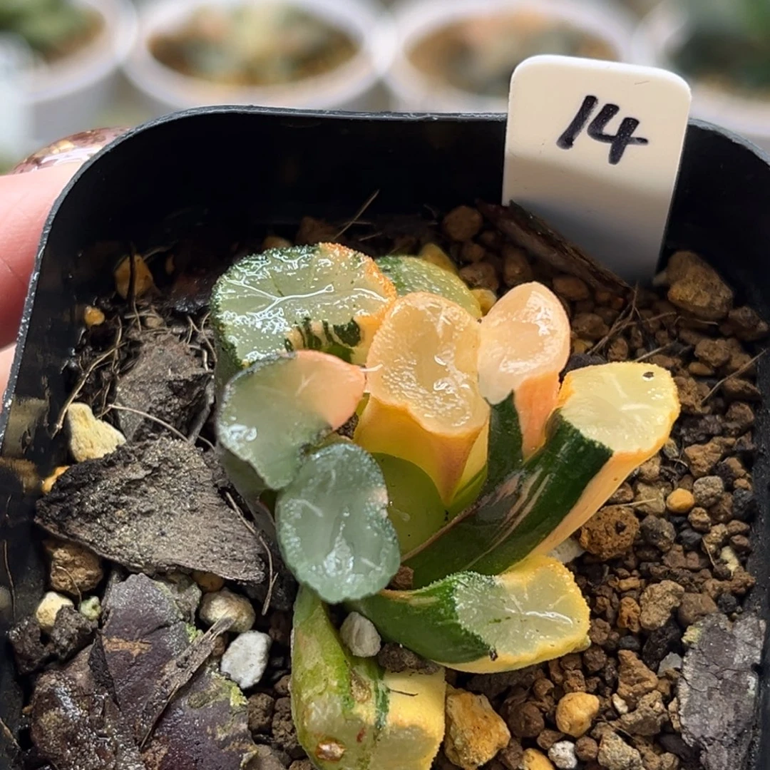 14欧大宝万象锦福利专场