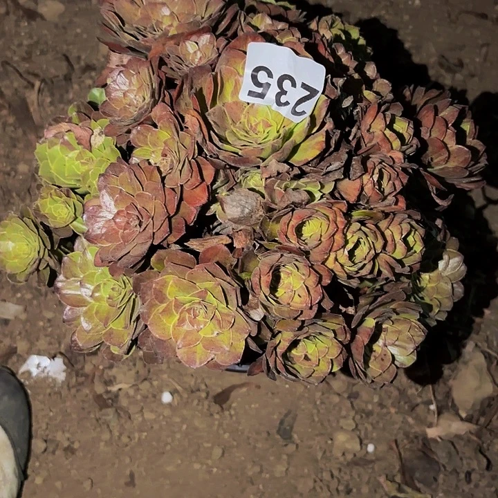 235花月夜多肉植物不售后