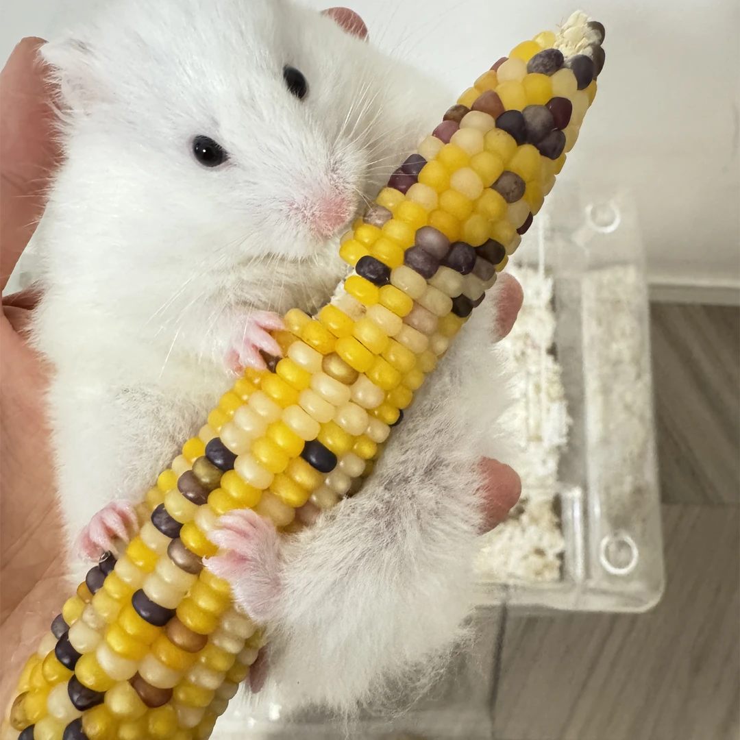 仓鼠磨牙小玉米金丝熊磨牙棒兔子龙猫豚鼠荷兰猪零食兔兔零食