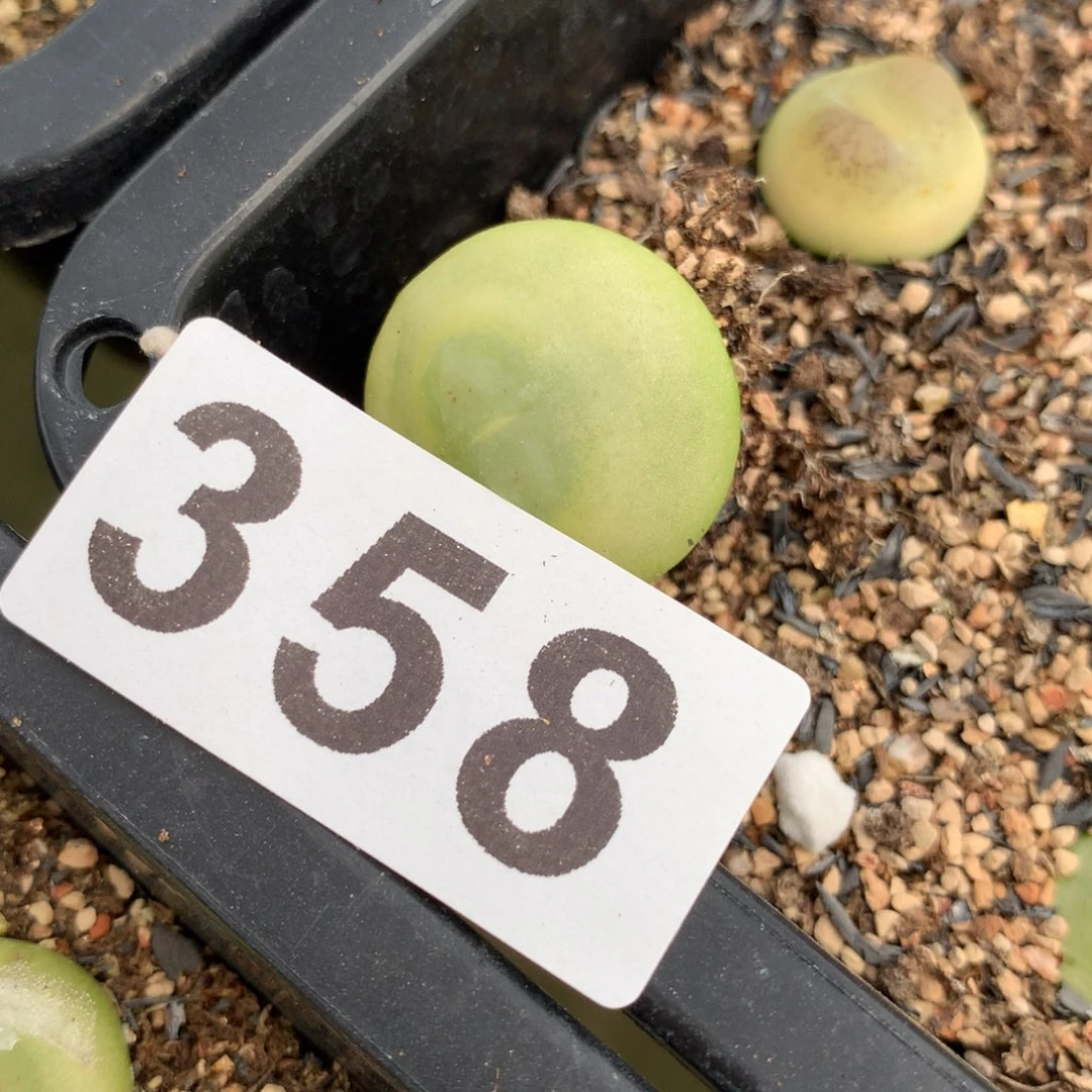 ℡****_358拉登母本一颗