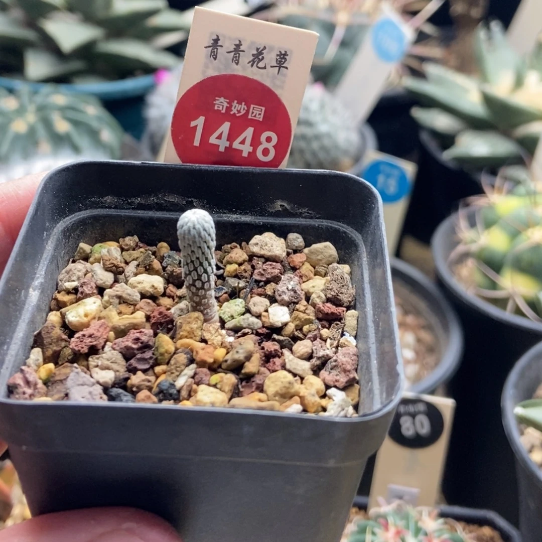 实生精巧丸一颗仙人球