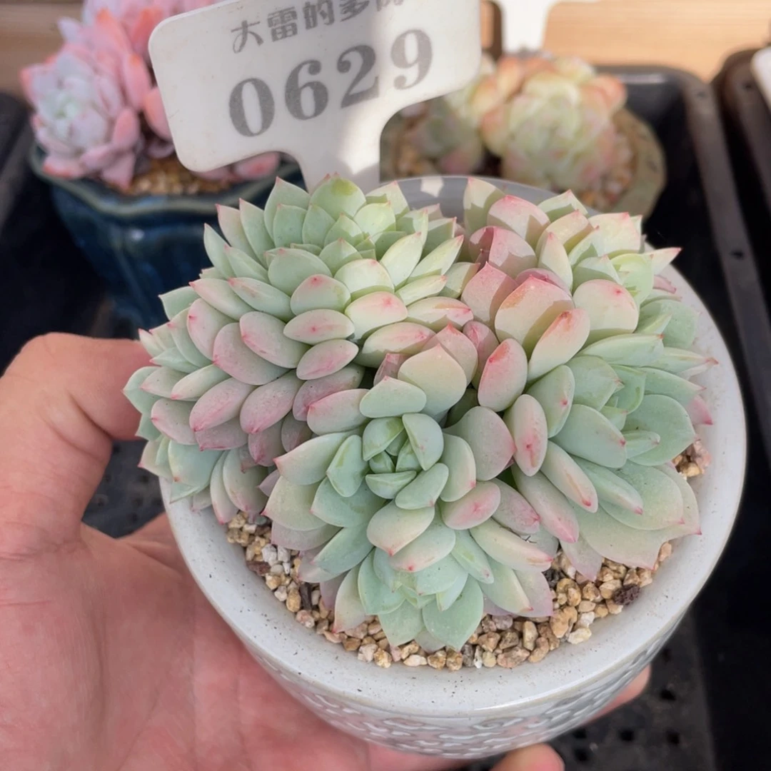 0629静雪不带盆10厘米