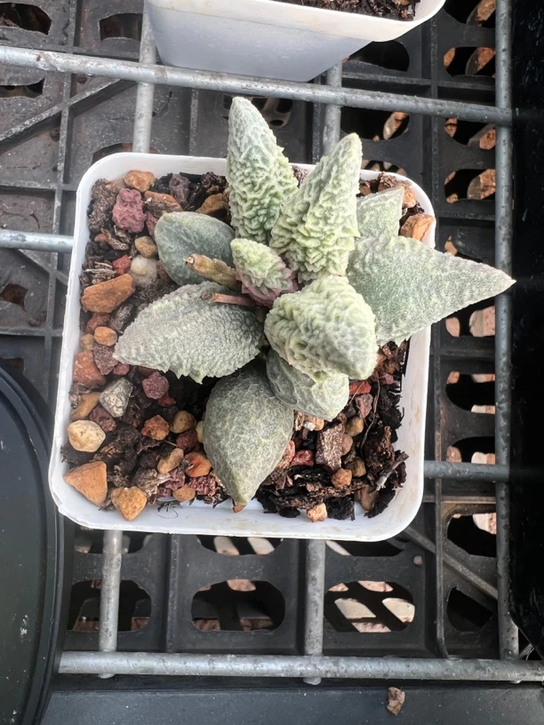 阳光水泡多肉植物