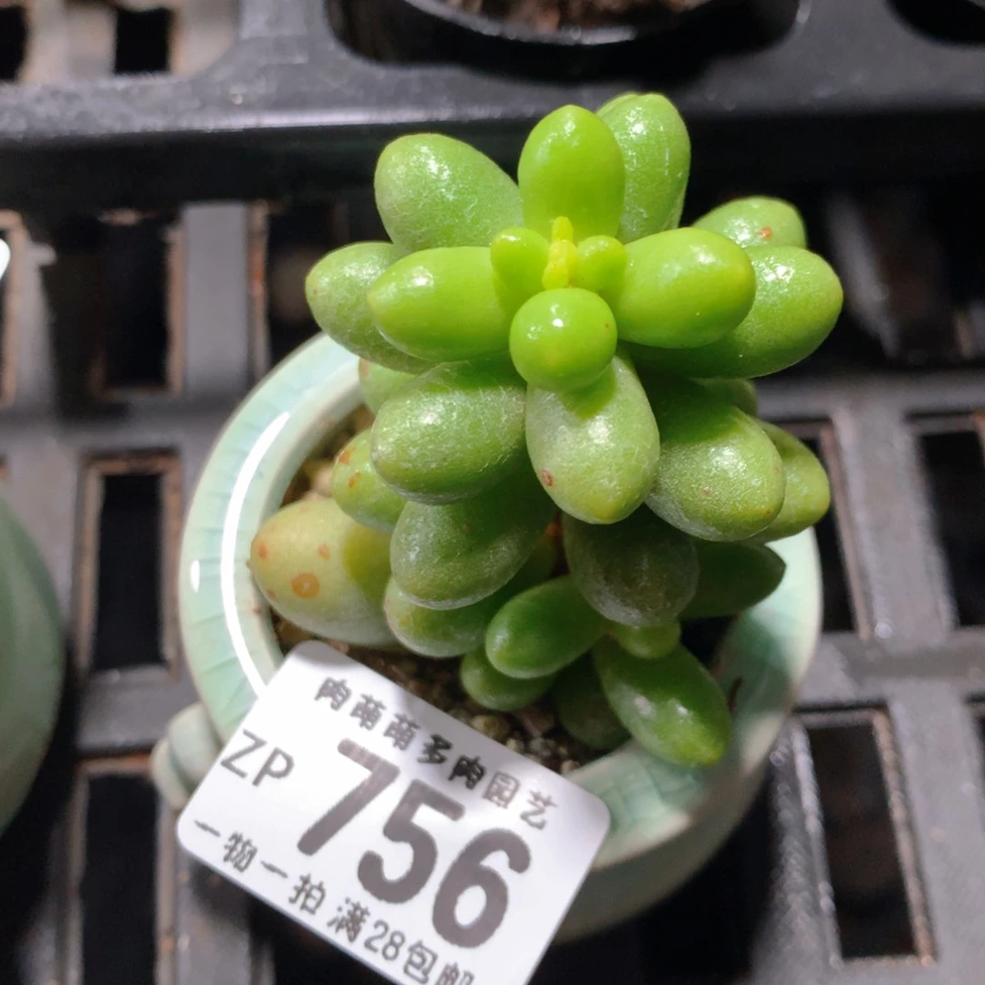 5CM拇指盆精控多肉ZP756