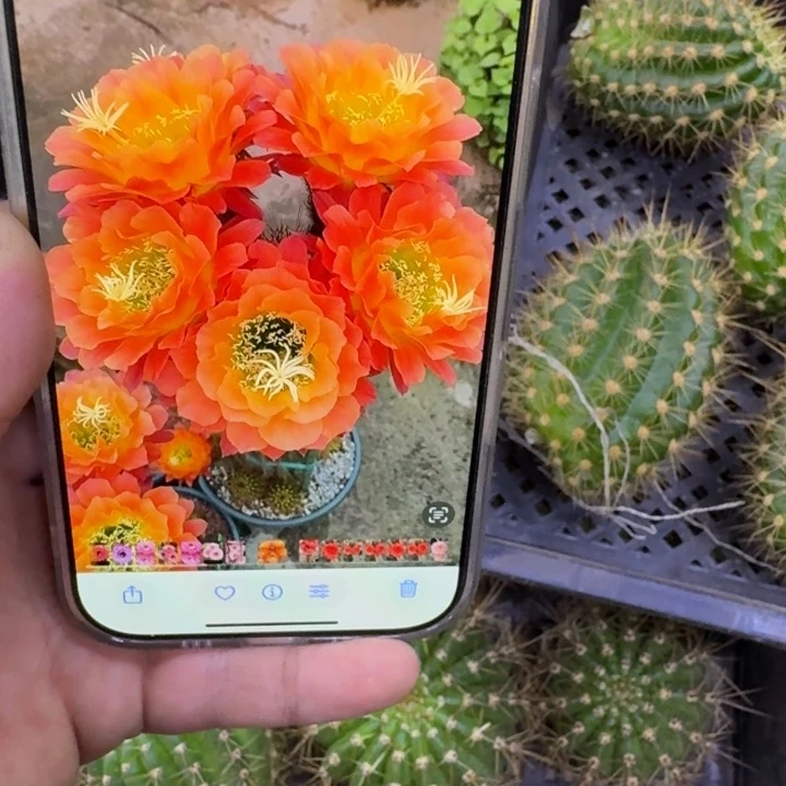 323毛杏光辉歪无根侧牙5公分左右，20包邮