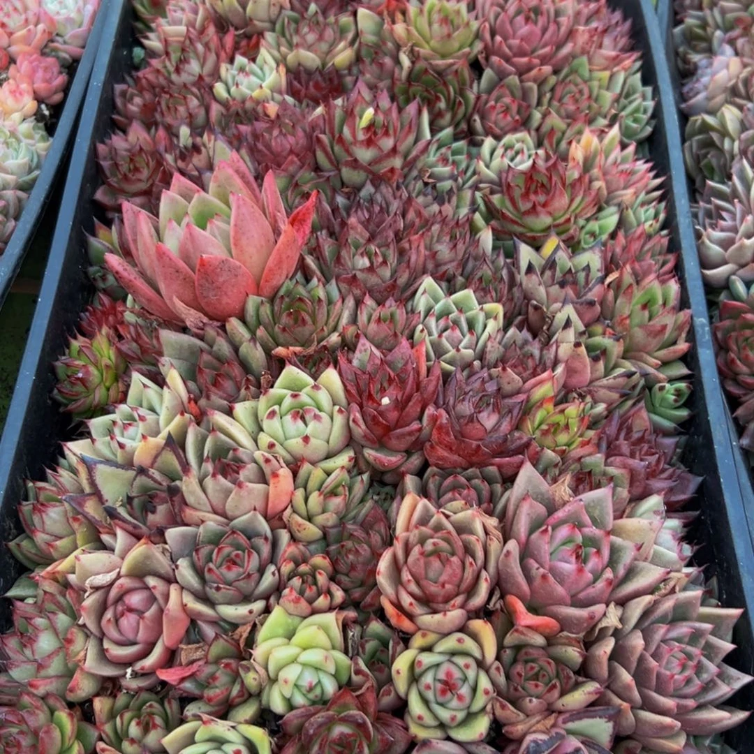 418多肉葡萄领导人