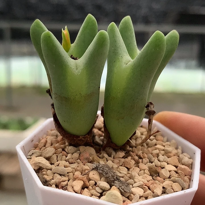 精品多肉植物精品多肉