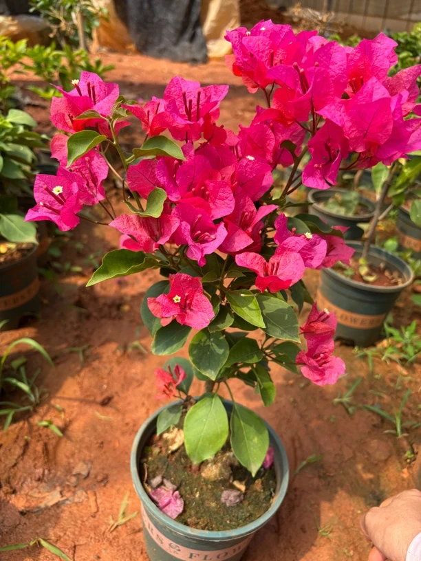 彩色植物三角梅生花掉花掉叶正常，介意勿拍七夕杨阳阳花卉同安红