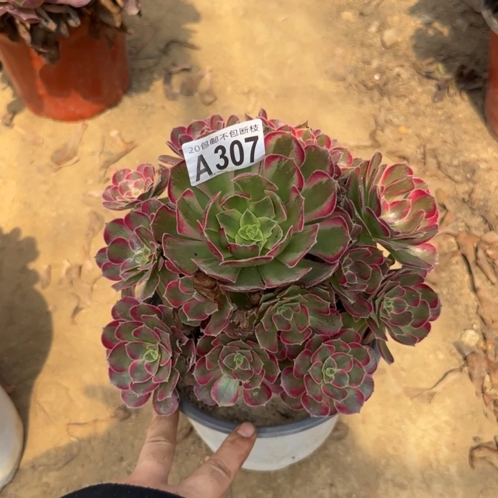 安娜……多肉植物……
