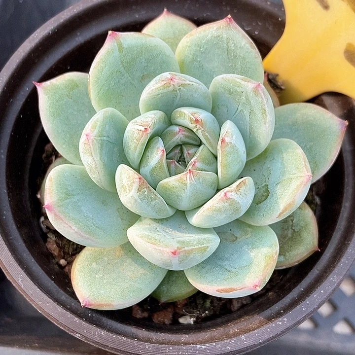 多肉植物雪花2-2