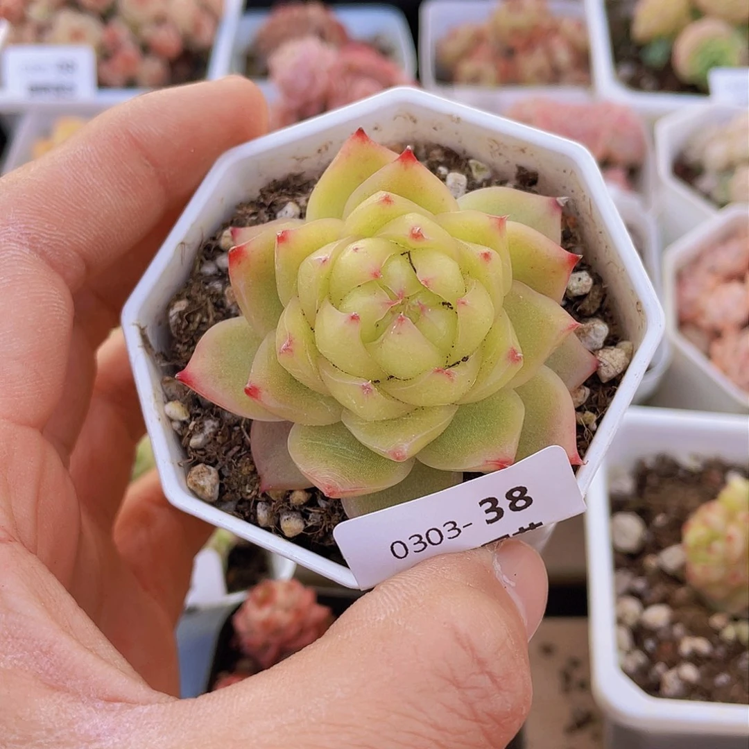 00000000000038量拍