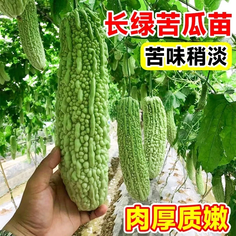 苦瓜苗秧苗苦瓜种籽苗子秧蔬菜苗秧苗苦瓜种子四季阳台蔬菜种孑