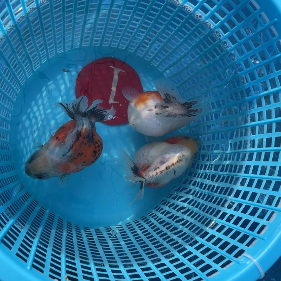 金鱼大哥三条包邮123