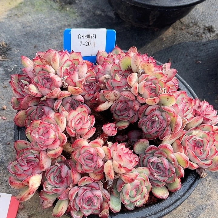 7.20荷花一个带盆