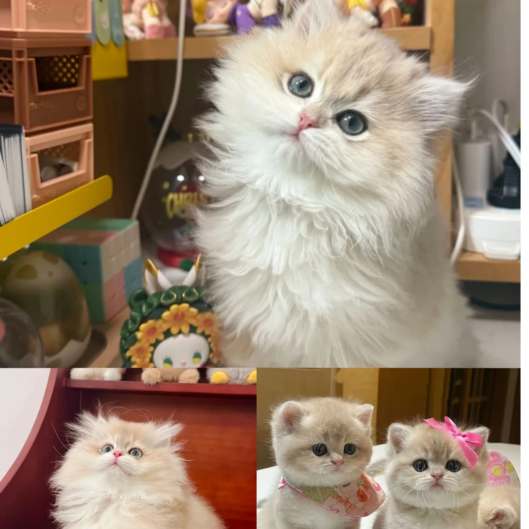 森灵猫舍上门看猫猫专用链接