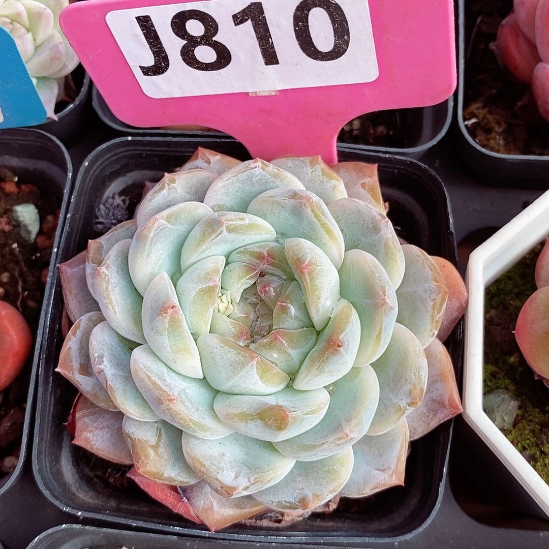 糖心6cm多肉植物