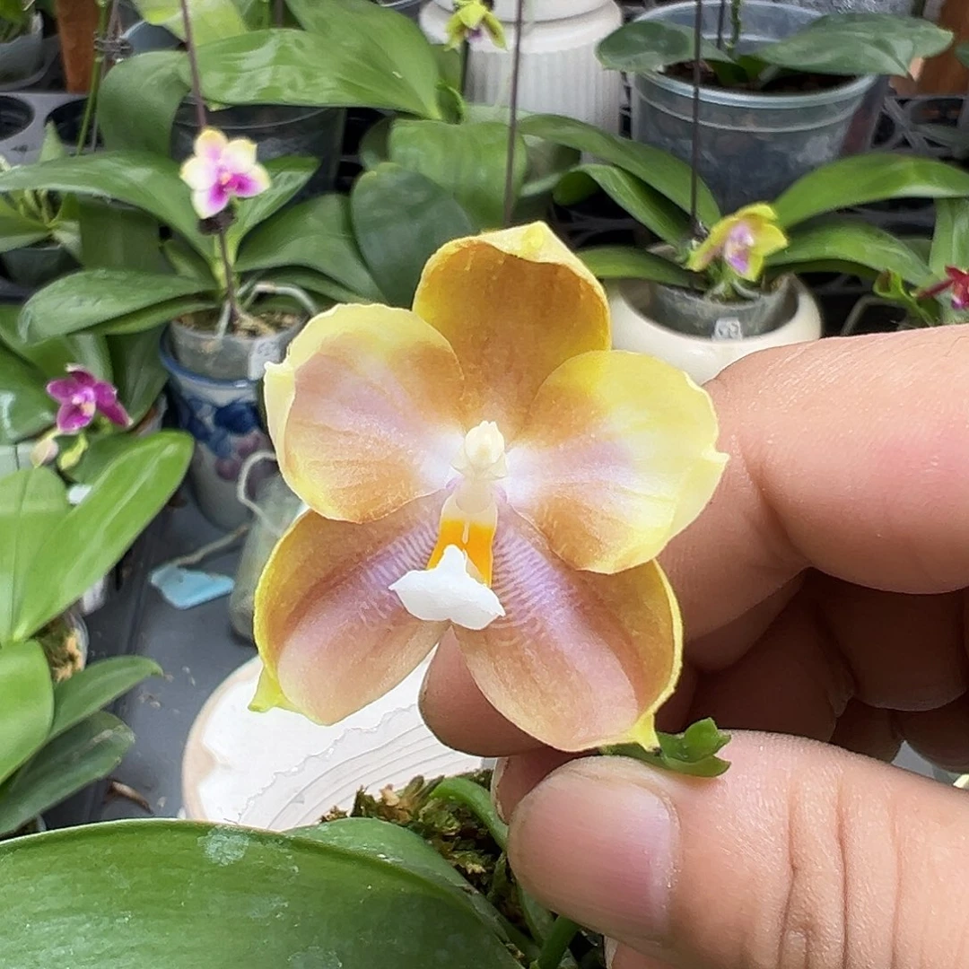当前无花栽培后可以开花