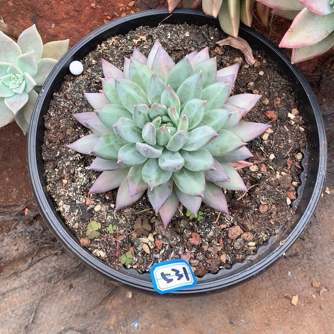 531美人一物一拍多肉