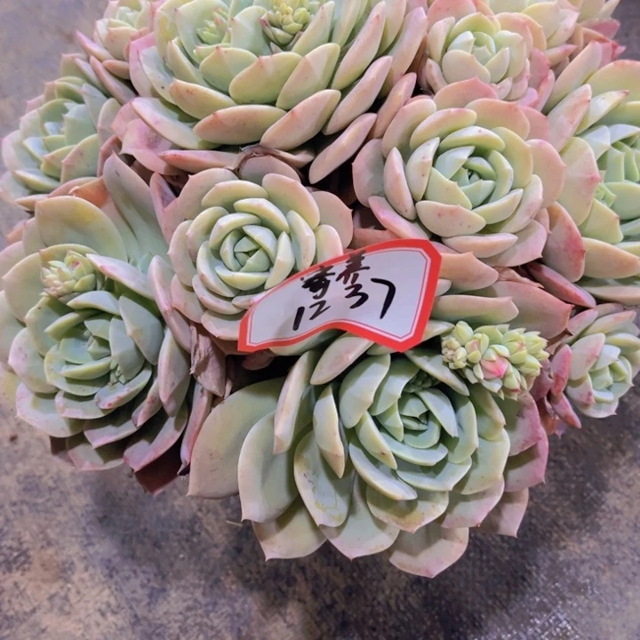 夜*染1237恋曲多肉