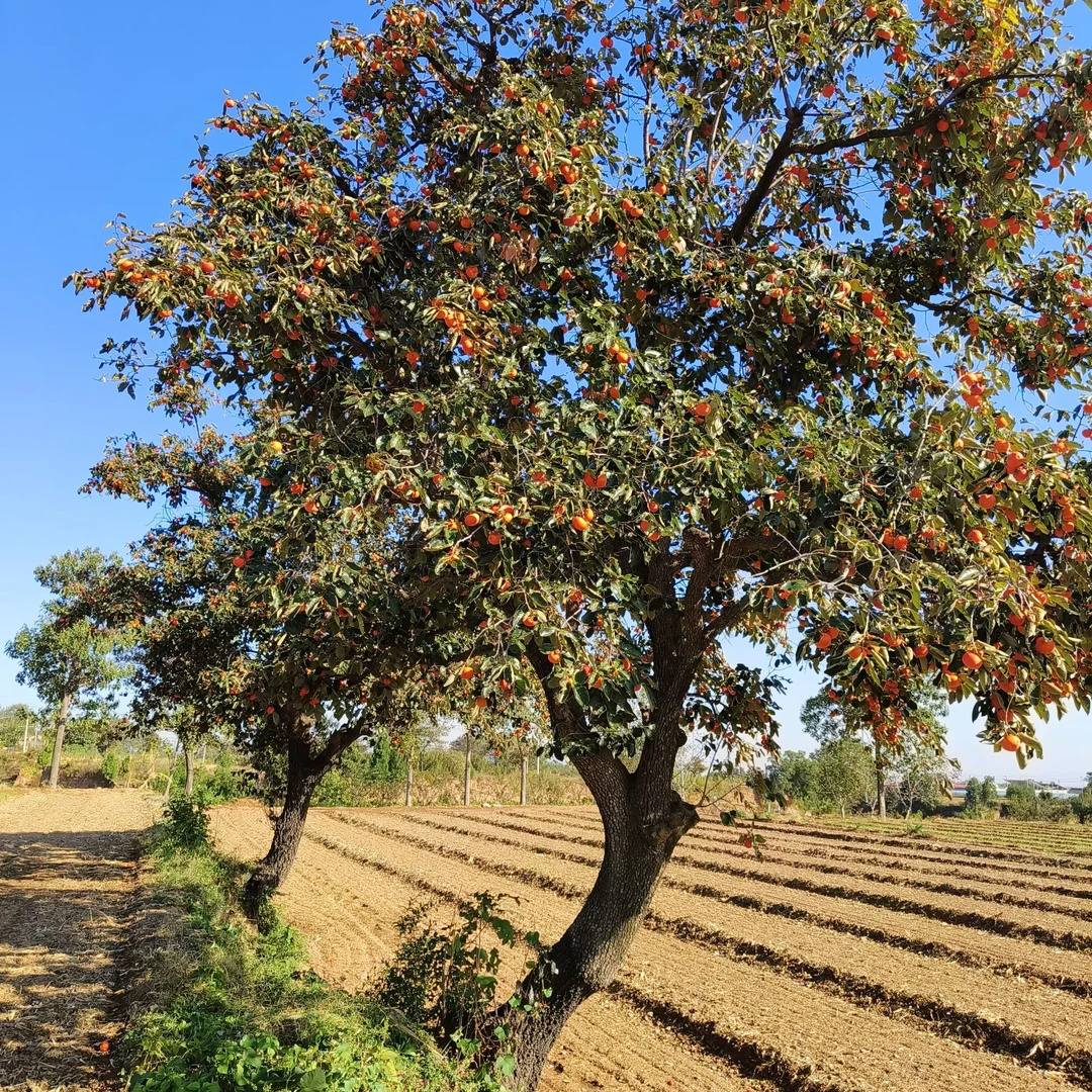 山西特产农家老树柿饼霜降柿饼软糯香甜无添加