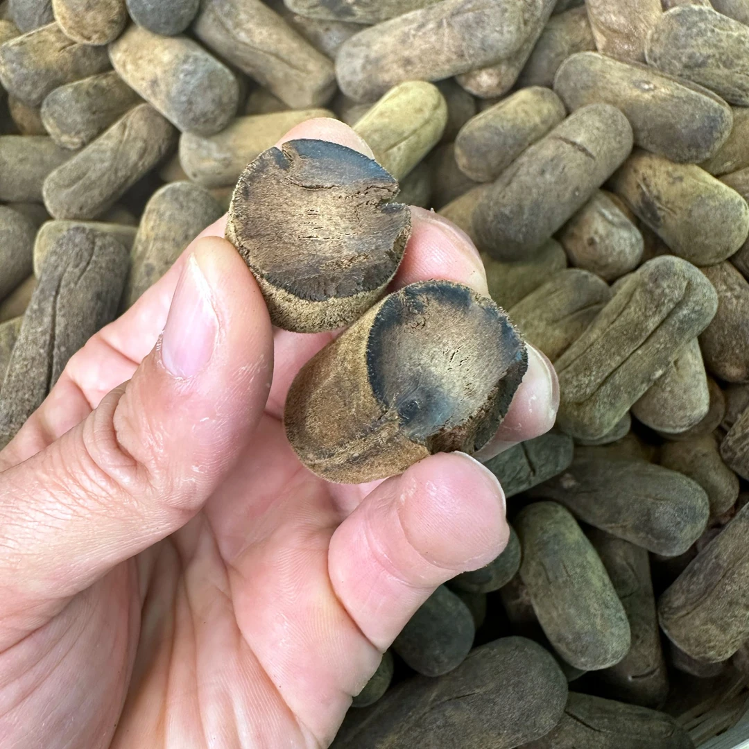 （橘禾堂林广超）化橘红源头平定镇直发（1995年化橘红老压果）