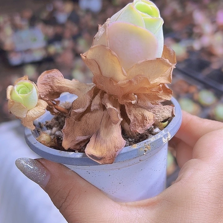 9厘米盆小玉玫瑰19包邮