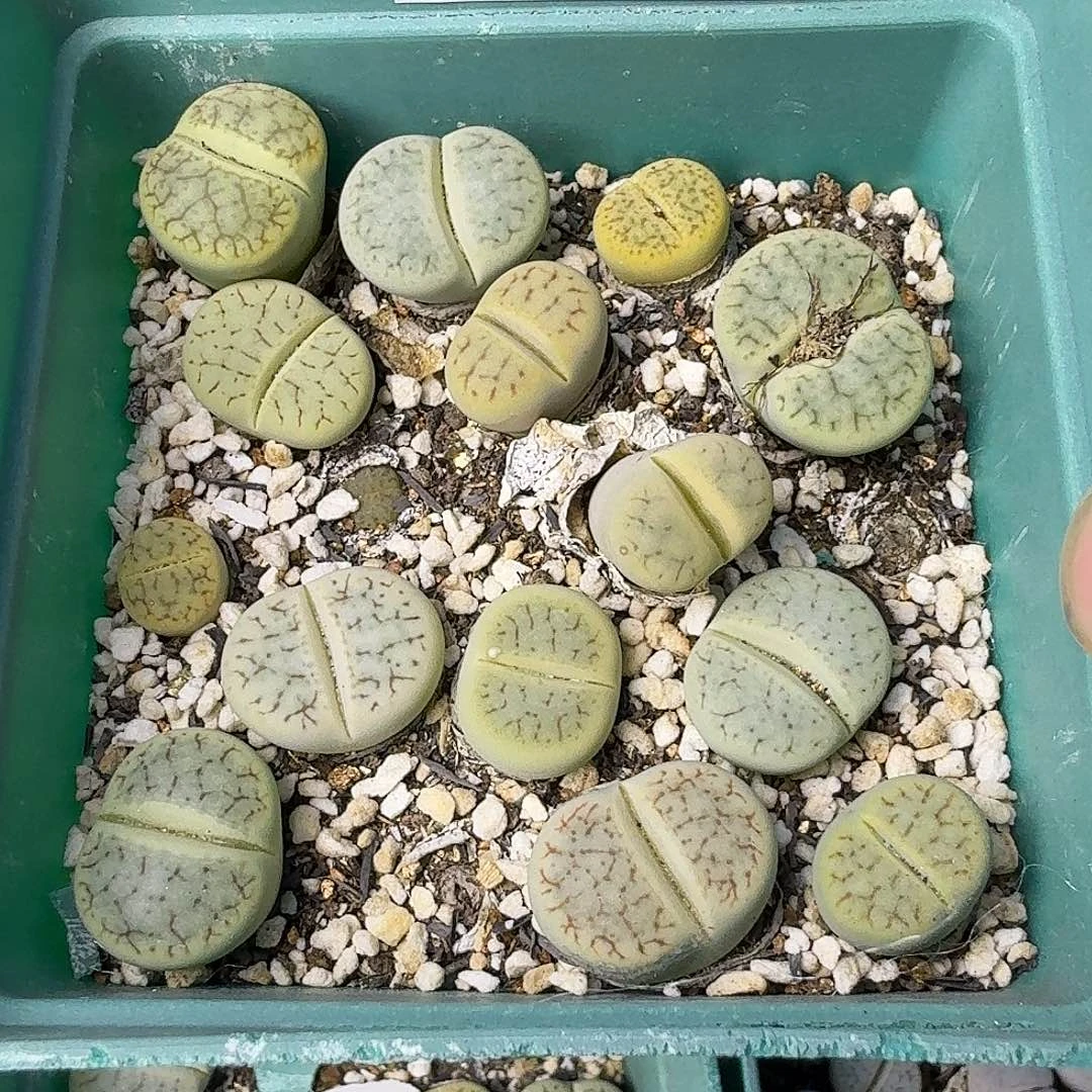 1490 哈哈哈哈哈哈哈哈哈哈