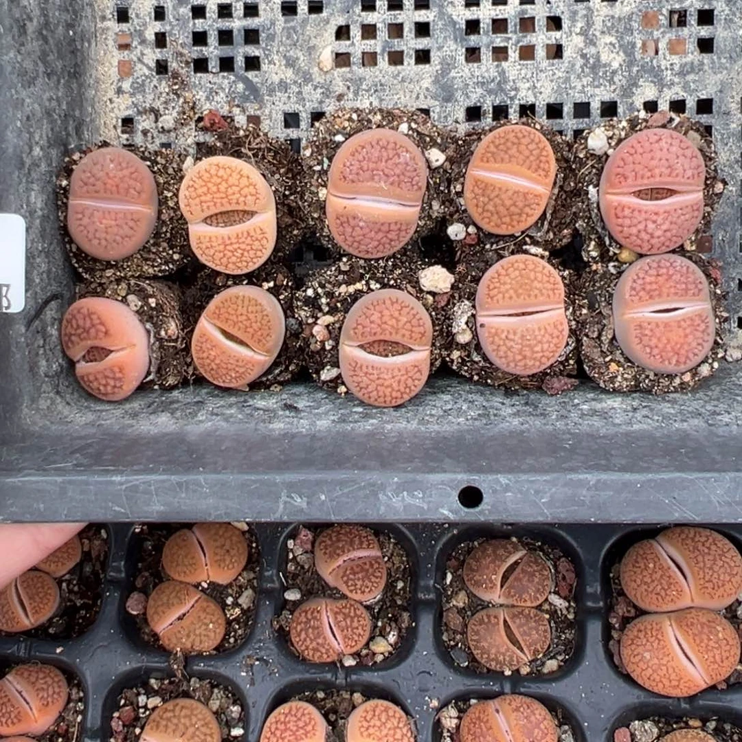 【闪购商品】930……